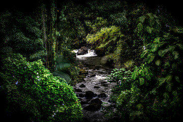 Fototapeta premium Gentil Stream Honolii, Hawaii