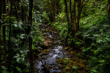 Honolii Stream, Hawaii