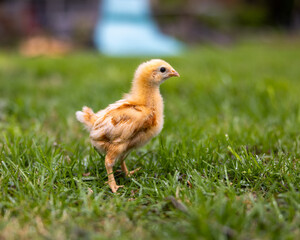 Baby Chick in the Grass