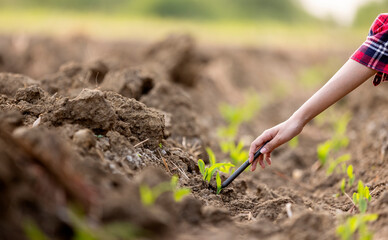 Farmers inspect baby corn stalks in their fields.
