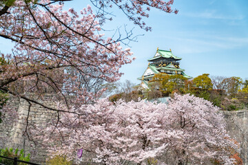 Fototapeta premium 大阪城で春のピンクに咲いた桜が満開 / osaka pinked cherry blossoms / travel / tour