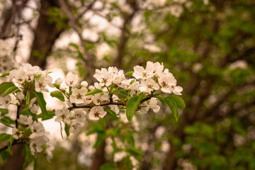 Spring morning and flowering tree.