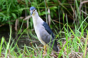 那覇のゴイサギ1 Night heron in Naha 1