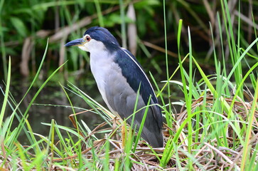 那覇のゴイサギ2 Night heron in Naha 2