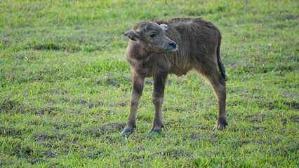 baby buffalo in the grass