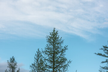 Minimalist landscape with sharp top of coniferous tree in cloudy sky. Minimal scenery with conifer tree top silhouette against cloudy skies. Nature background with fir top in blue sky with clouds.