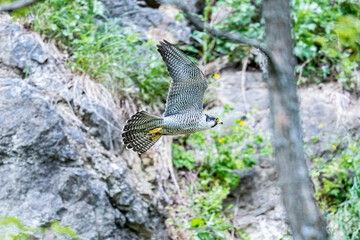 北海道の6月、ハヤブサの初夏。