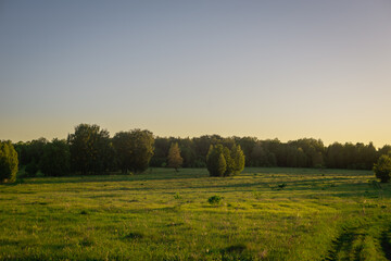 Forest and green, summer field.