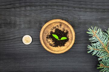 Green sprout in the ground on a wooden bowl. Money, business.