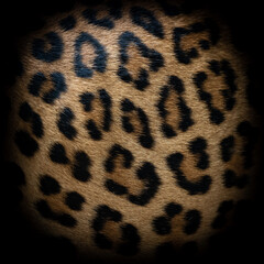 Leopard fur texture (real fur)