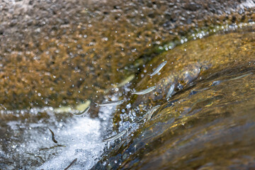 鮎の遡上