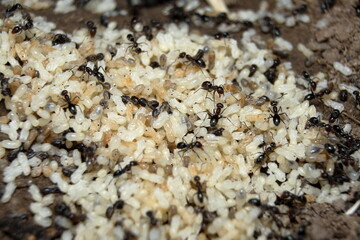 Ants, Small black with Pupa.