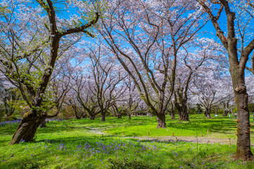 Fototapeta na wymiar 満開のソメイヨシノという美しい桜
