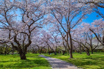 満開のソメイヨシノという美しい桜