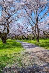 満開のソメイヨシノという美しい桜