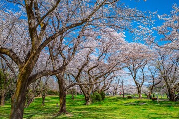 満開のソメイヨシノという美しい桜