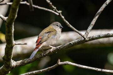 Red-browed Finch in Queensland Australia