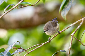 Mountain Thornbill in Queensland Australia