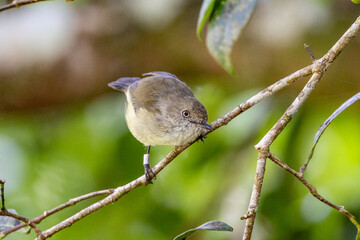 Mountain Thornbill in Queensland Australia