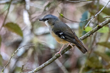 Grey-headed Robin in Queensland Australia