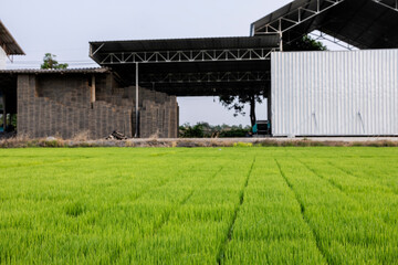 Fototapeta na wymiar Production industry for planting rice plants in trays for planting,Modern method of rice planting.