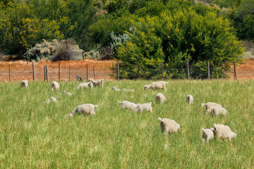 Angora goats grazing on pasture on a rural farm, South Africa.