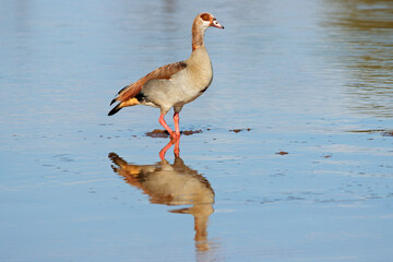 An Egyptian goose (Alopochen aegyptiacus) standing in shallow water, South Africa.