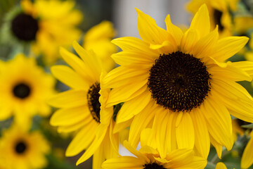 群生する満開のひまわりの花
