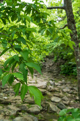 山道での葉っぱのクローズアップ（背景ボケ）縦長