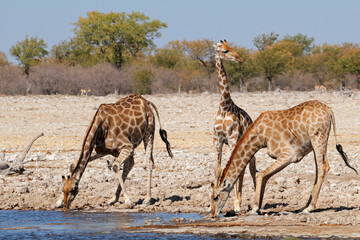 Naklejka na ściany i meble Giraffes (Giraffa camelopardalis) drinking water, Etosha National Park, Namibia.