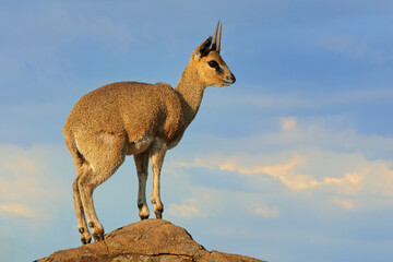 A small klipspringer antelope (Oreotragus oreotragus) on a rock, Kruger National Park, South Africa.