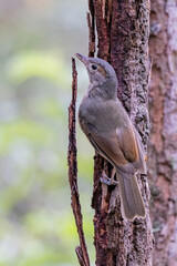 Bower's Shrike Thrush in Queensland Australia
