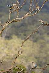 Blue-winged Kookaburra in Queensland Australia