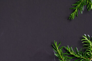 Rosemary leaves on black background and copy space,