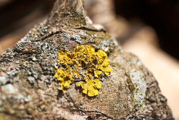 Yellow lichen on a tree bark