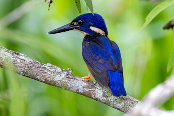 Azure Kingfisher in Queensland Australia