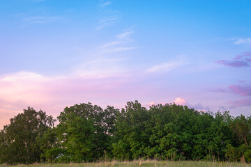 Obraz premium Evening landscape of trees like in Madagascar.