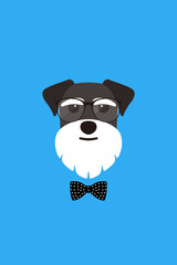 Gentlemen dog wear glasses and bowknot like a man, Fashion portrait of dog, schnauzer
