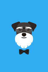 Gentlemen dog wear glasses and bowknot like a man, Fashion portrait of dog, schnauzer