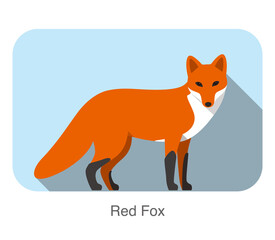 Obraz premium Red fox walking, watch you