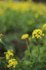 菜の花畑