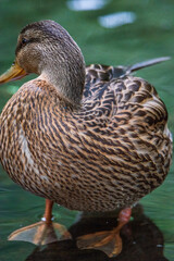 Very close-up portrait of a duck on the water of the emerald water of a lake.