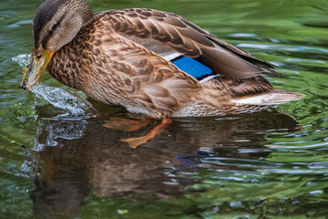 Very close-up portrait of a duck on the water of the emerald water of a lake.