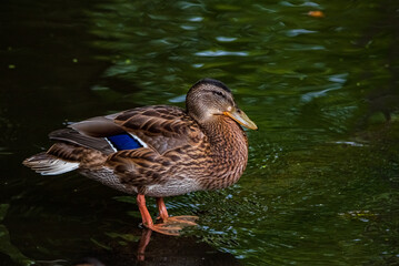 Close-up portrait of a duck in water.