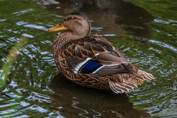 Obraz premium Close-up portrait of a duck in water.