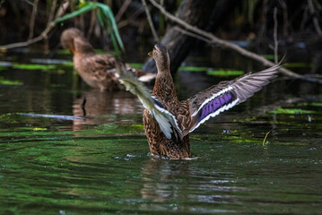A duck flaps its wings. Photographed close-up.