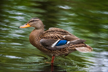 Very close-up portrait of a duck on the water of the emerald water of a lake.