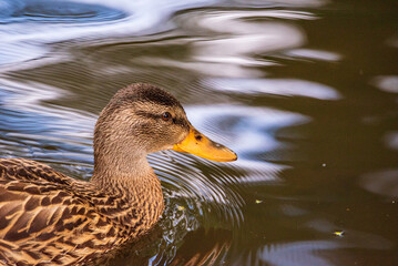 Close-up portrait of a duck in water.