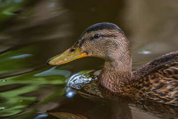 Obraz premium Very close-up portrait of a duck on the water of the emerald water of a lake.