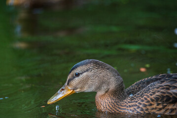 Very close-up portrait of a duck on the water of the emerald water of a lake.